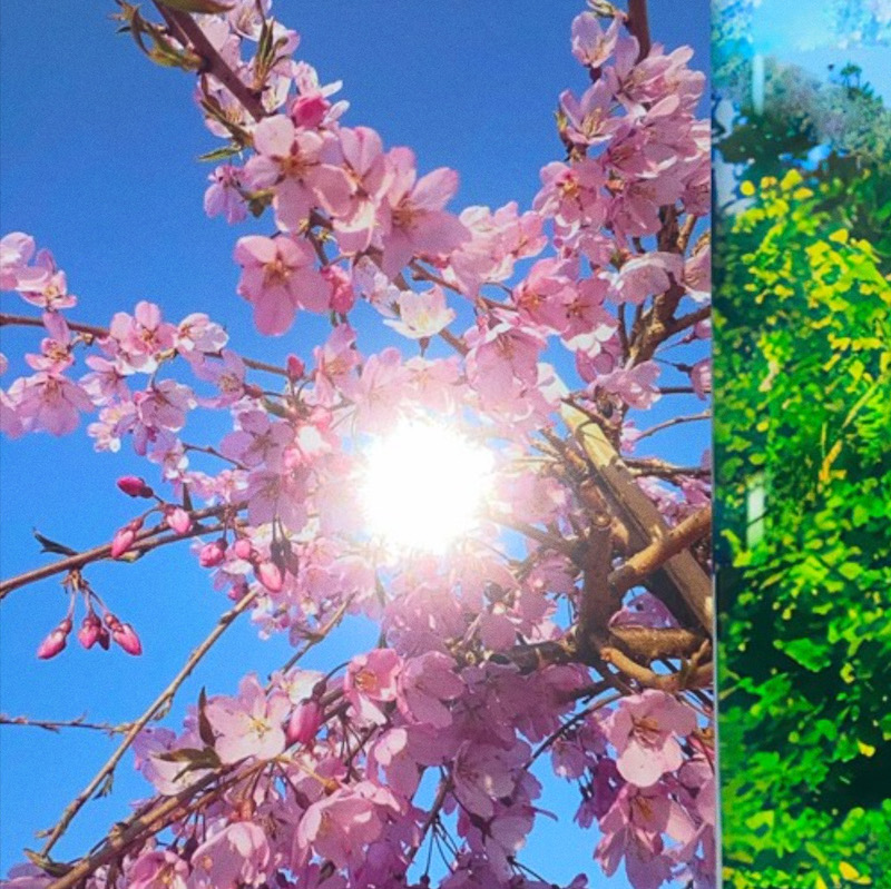 The Tree Outside Has Blossom